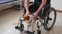 Man never giving up on his paralyzed dog pays off!